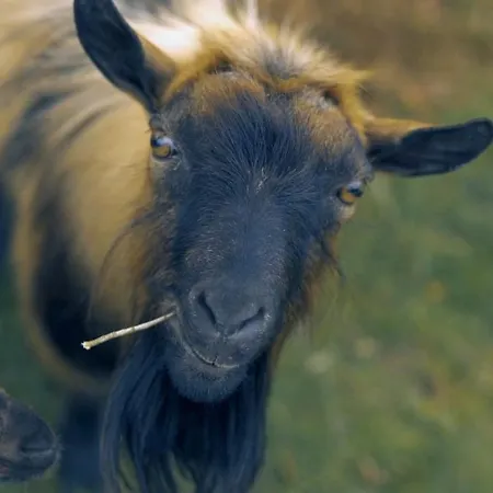 Casa Rosa, Quinta Carmo - Alcobaca/nazare شقة *