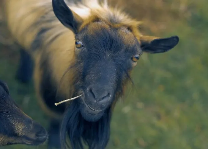 Casa Rosa, Quinta Carmo - Alcobaça/nazaré Apartamento *